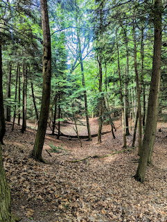 Ludington Forest Trail
