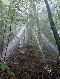 Rays of sunlight piercing through mist in a green deciduous forest with tall trees