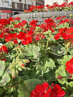 Red geranium flowers blooming in a planter with green leaves and a blurred city background