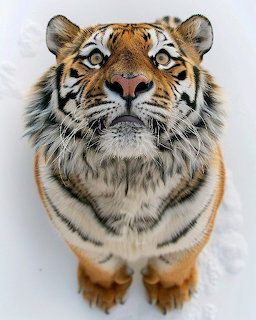 Snow Tiger
