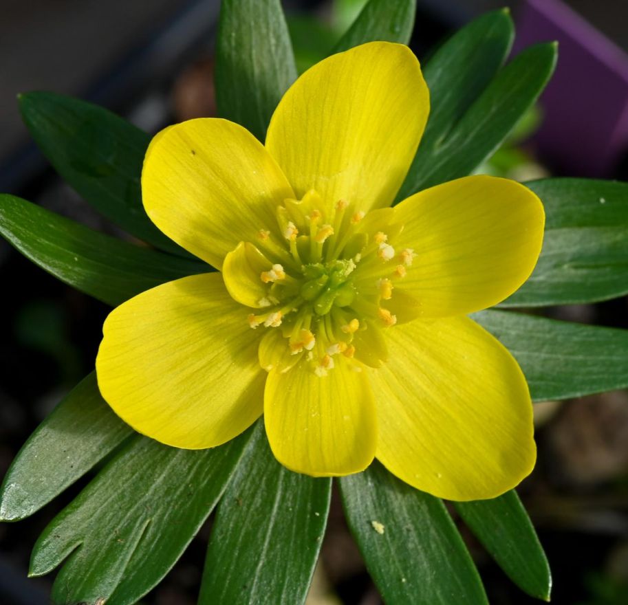 Bright yellow Eranthis hyemalis flower with green leaves on dark background