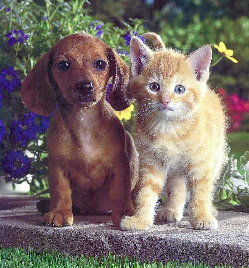 Brown dachshund puppy and orange kitten sitting side by side outdoors with flowers behind them