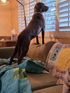 Dog standing on couch looking out window with white shutters
