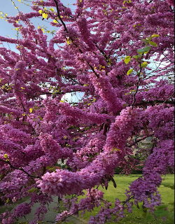 Purple flowering tree branches full of spring blossoms against blue sky
