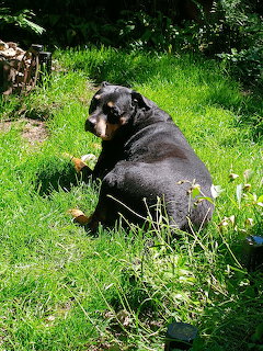 Black dog sitting in sunny garden with green grass and plants