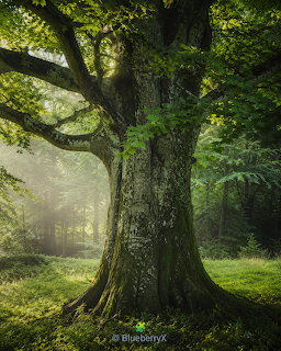 Large ancient beech tree with thick gnarled trunk in sunlit misty forest