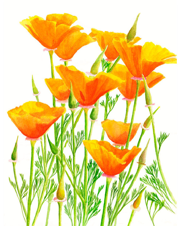 Watercolor painting of orange California poppies with slender green stems on white
