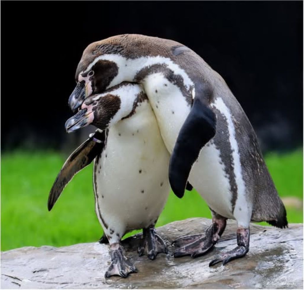 Two penguins huddled closely together on a rock beside green grass.