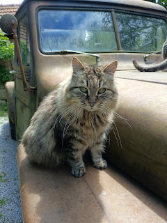 Fluffy Cat on Vintage Truck