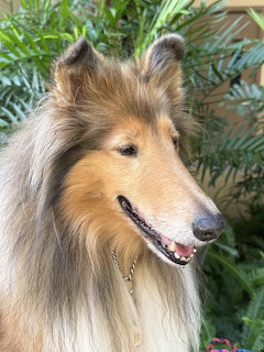 Collie Dog Portrait