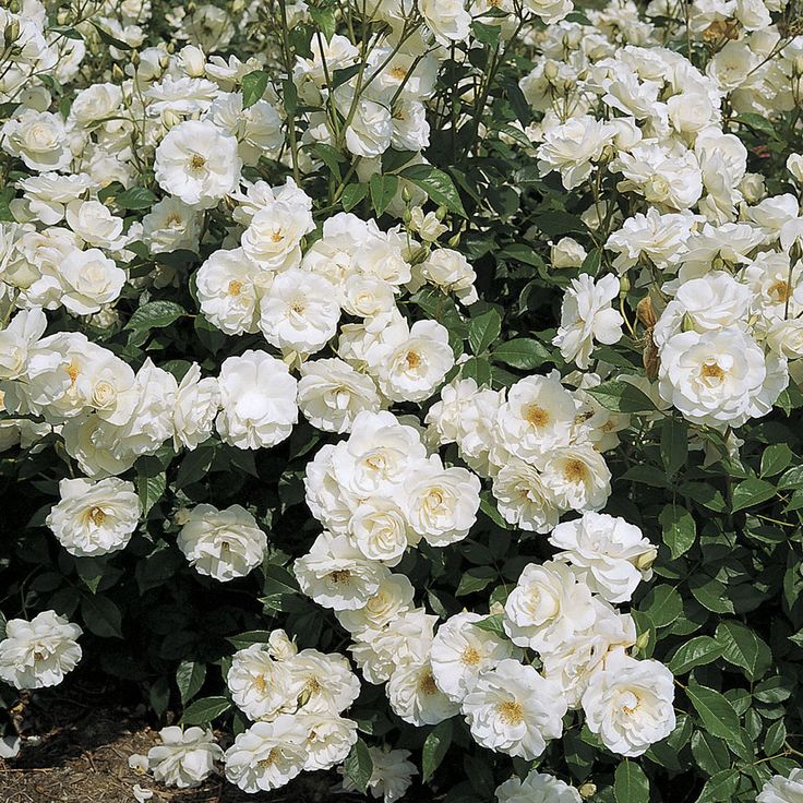 White roses blooming in a lush garden with green leaves