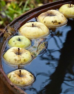 Several green-yellow apples floating in a dark water-filled wooden barrel outdoors