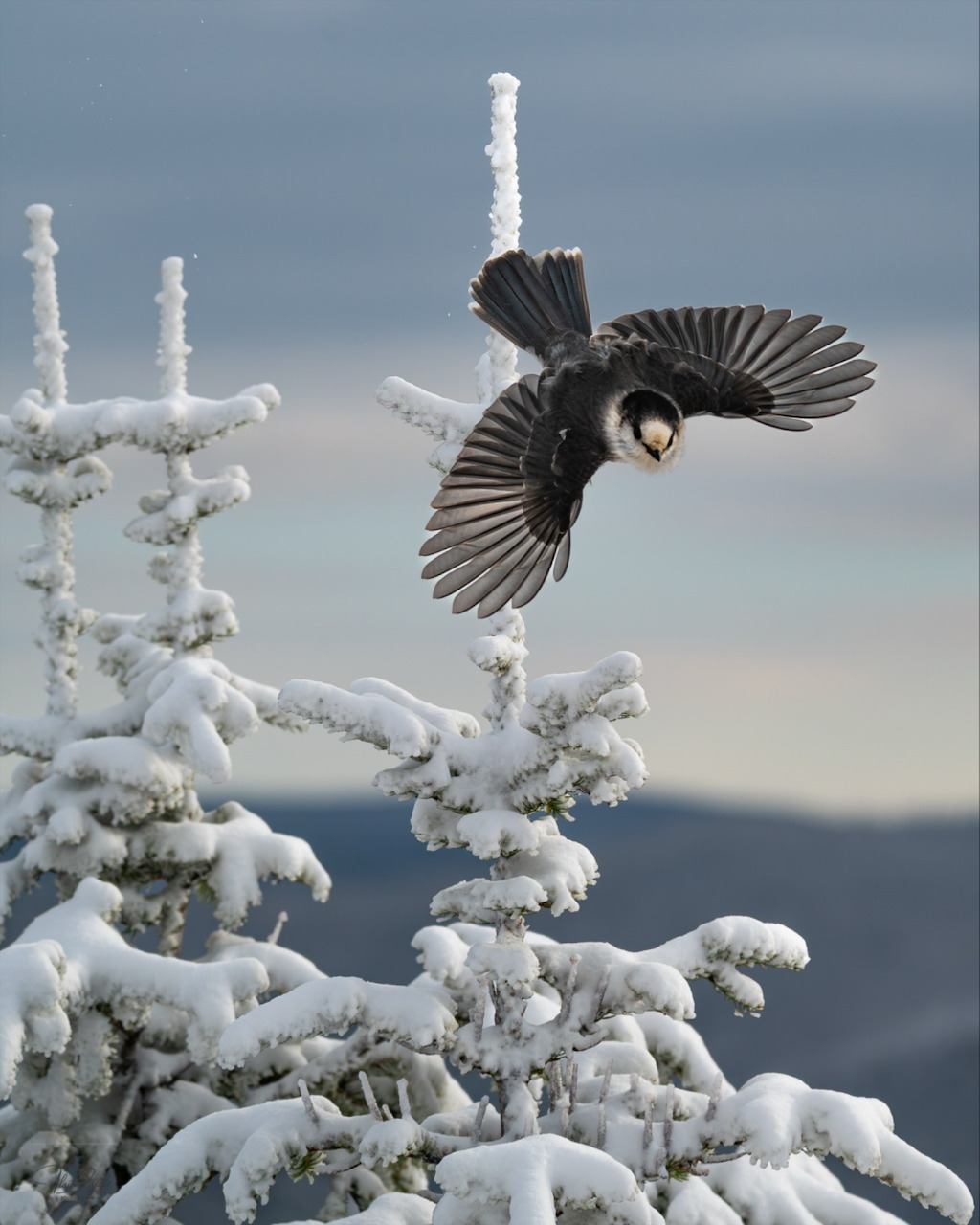 Gray Canada jay bird perched on a snowy pine branch in winter