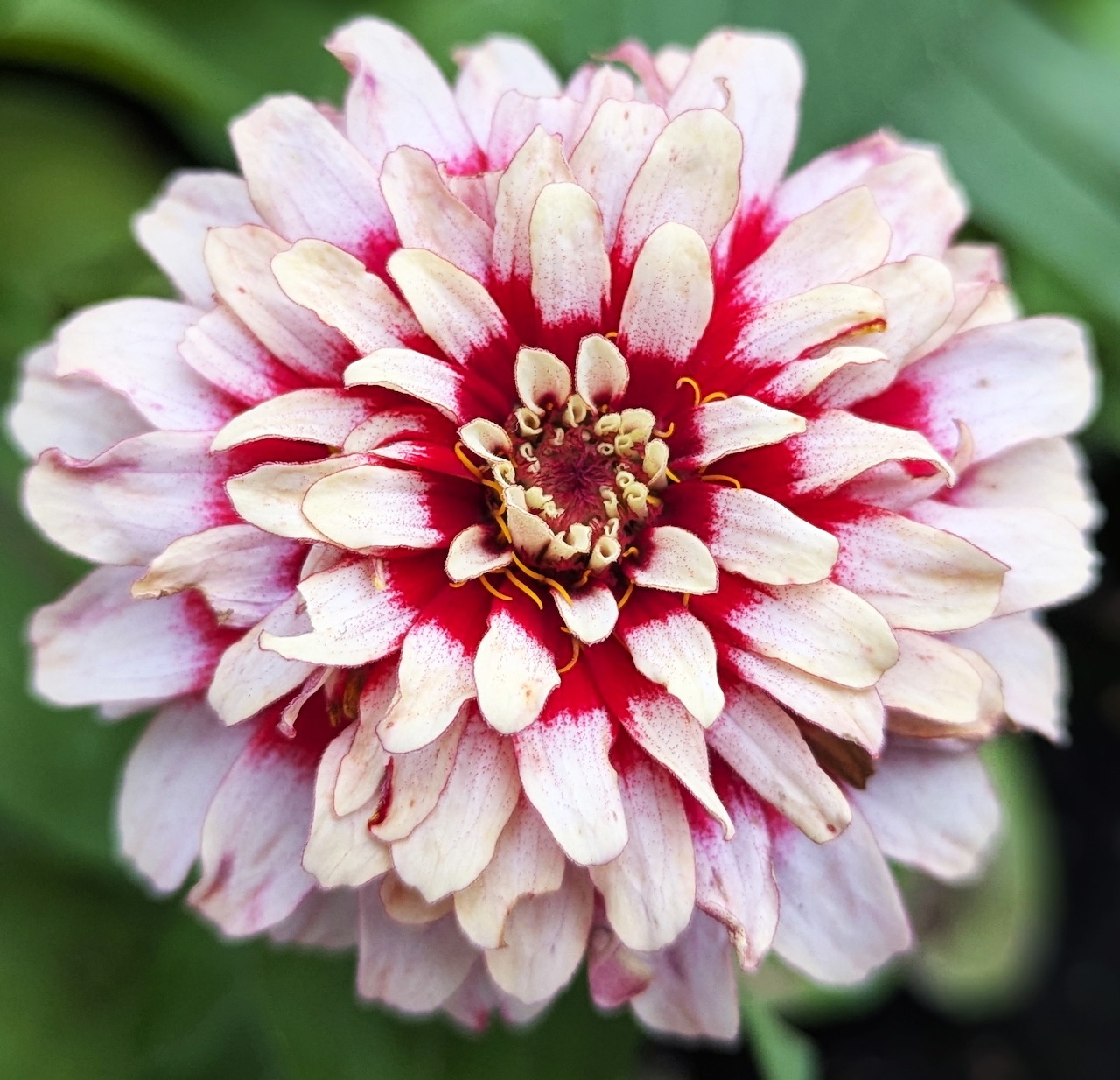 Red White Zinnia Flower