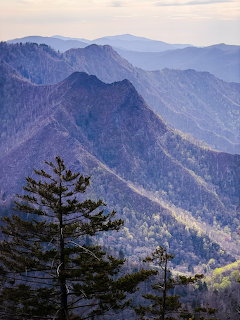 Layered mountain ridges with pine trees in the foreground beneath a pale sky