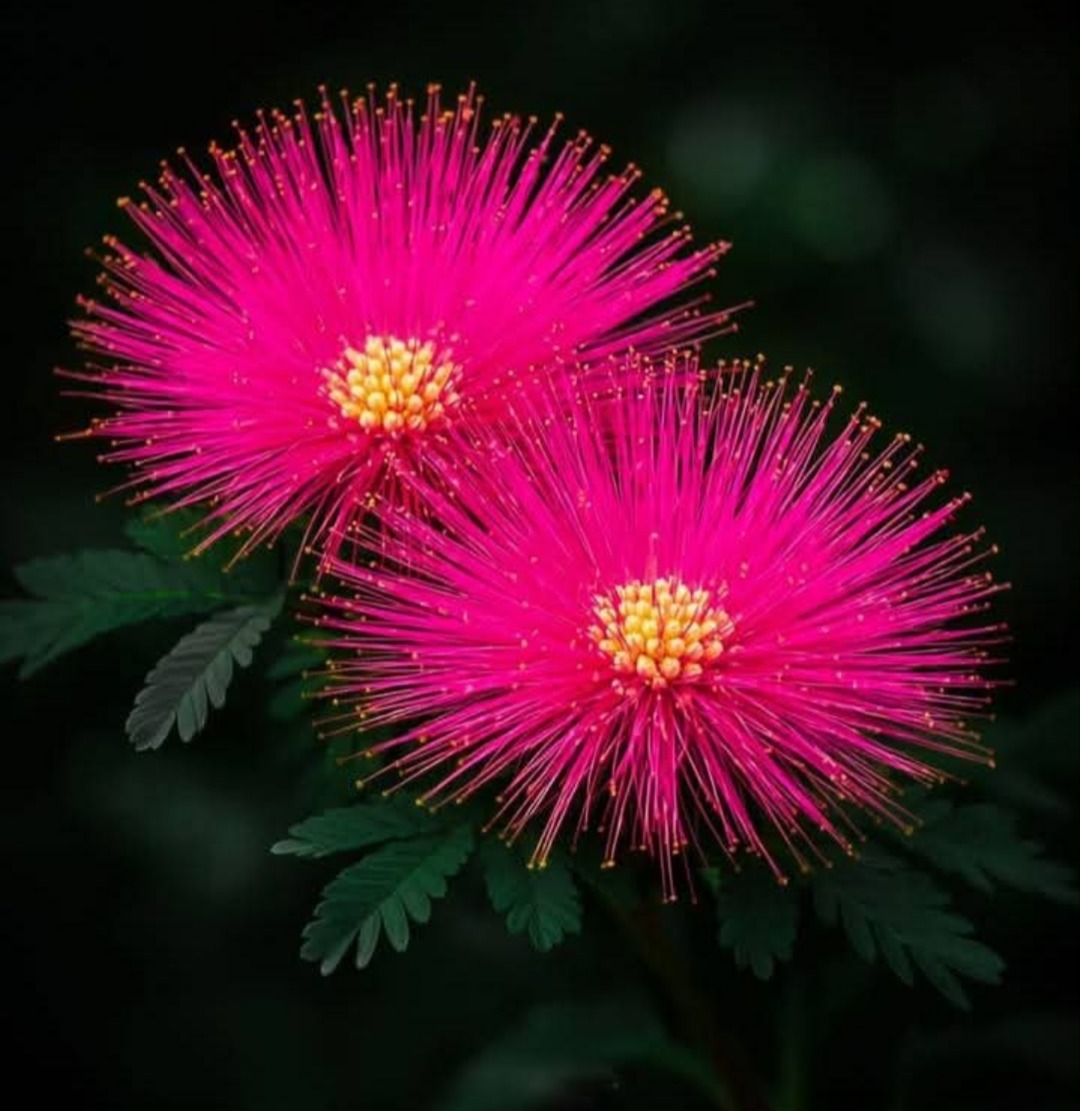 Pink Powder Puff Flowers
