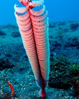 Pink sea pen with segmented body standing on dark seafloor in blue water