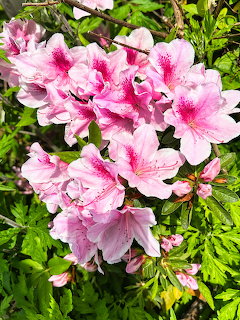 Close-up of pink azalea flowers with green leaves