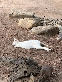 White albino kangaroo lying on sandy ground near rocks with a small brown animal nearby