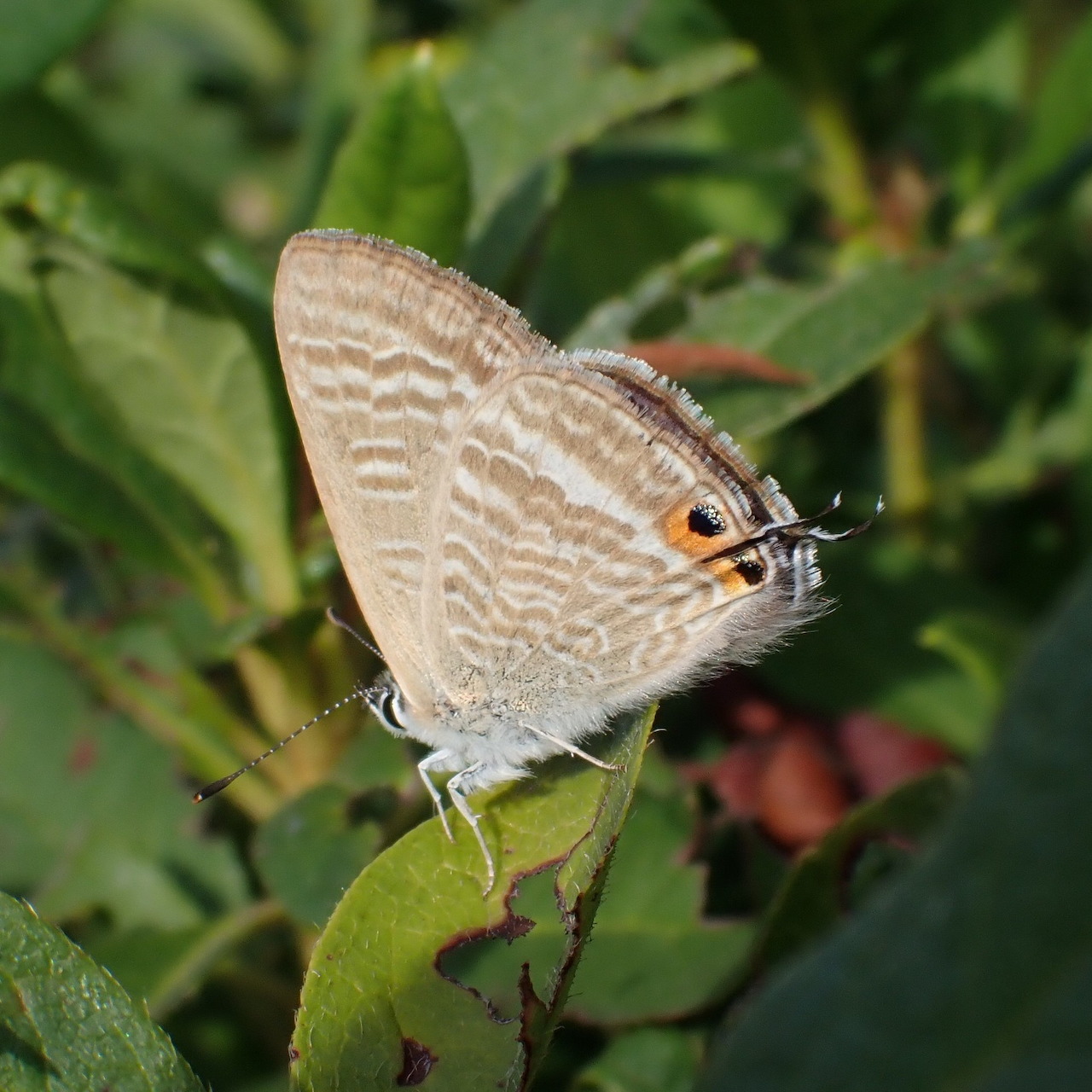 Close-up of a Long-tailed Blue butterfly resting on a green leaf