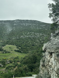 Hillside Vineyard View