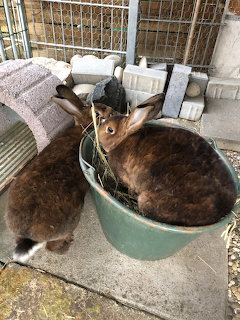Three rabbits in a small enclosure, with one brown rabbit sitting inside a green bucket