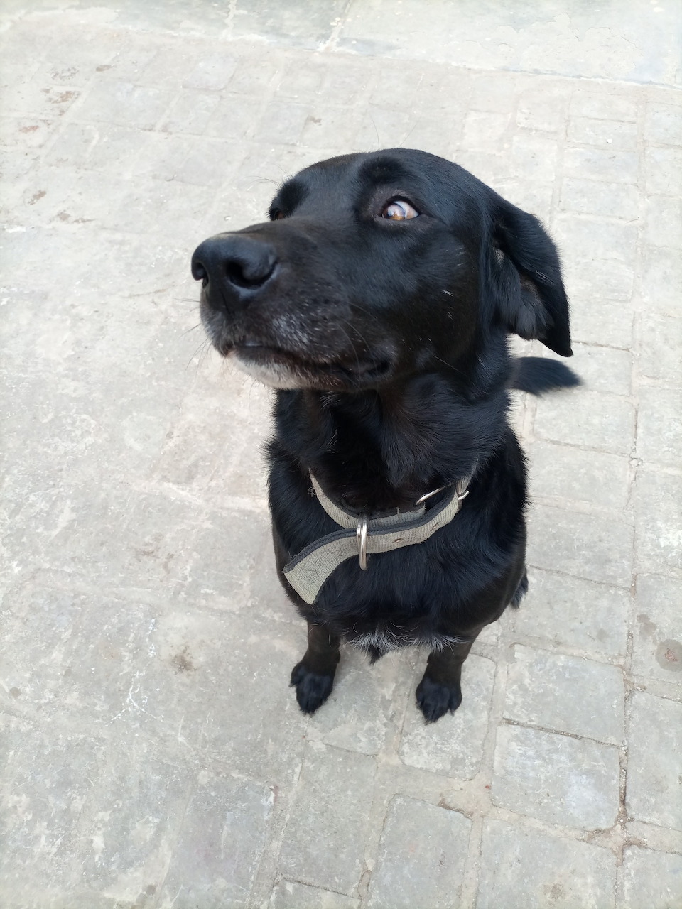 Black dog with collar sitting on stone pavement looking up at camera