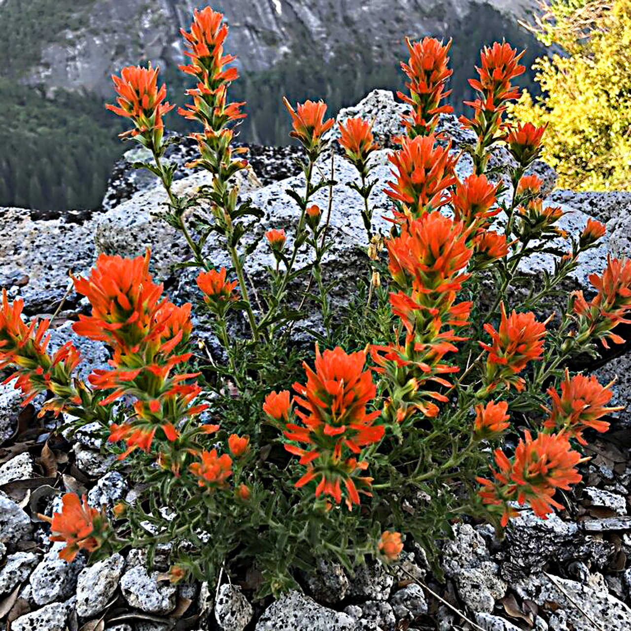 Orange wavyleaf desert paintbrush flowers blooming among pale rocks with mountains behind
