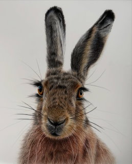 Close-up of a brown hare with upright ears on a white background
