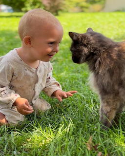 Baby sitting on grass facing a fluffy gray cat outdoors