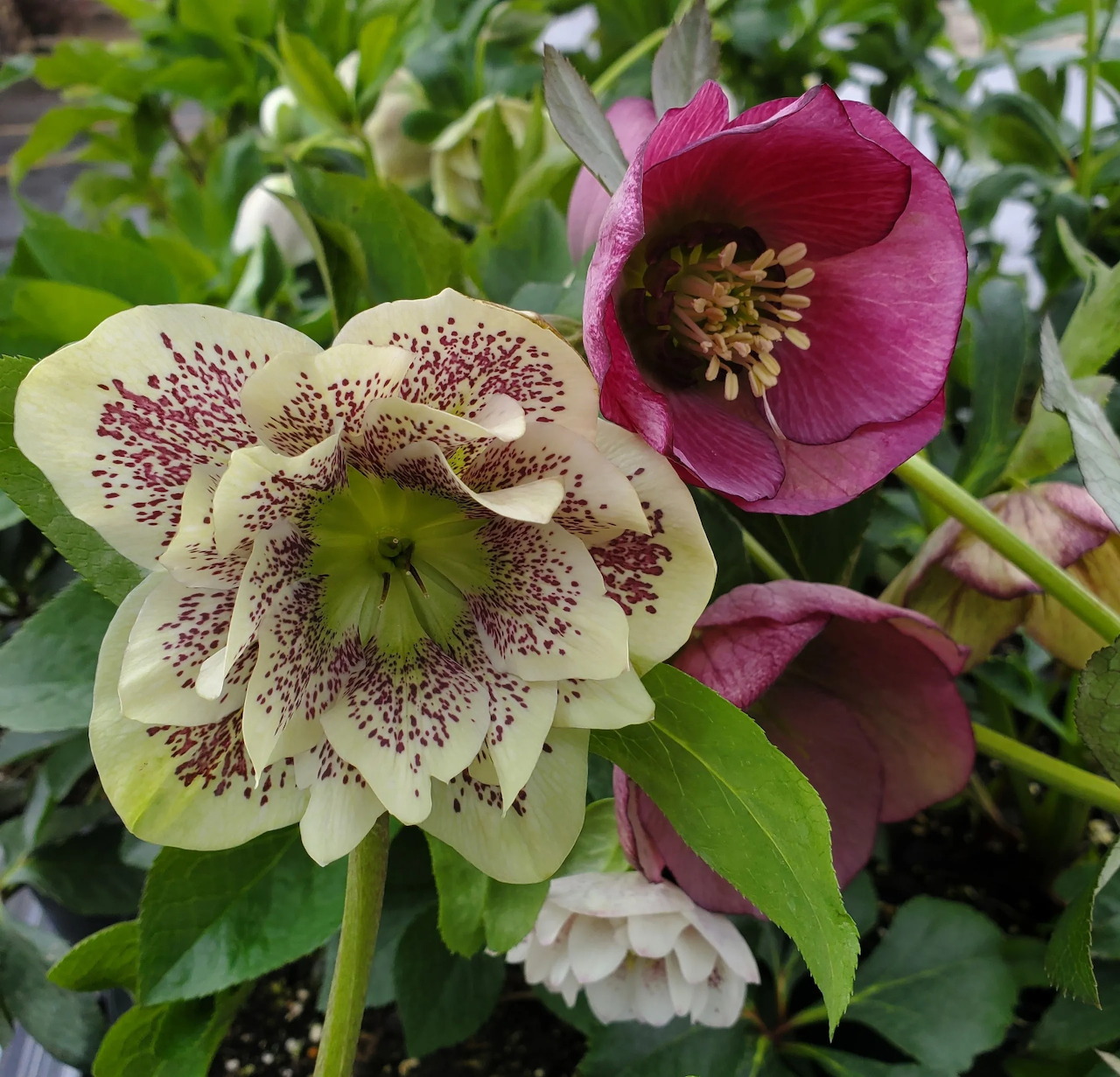 Pink and cream hellebore flowers with spotted petals and yellow centers among green leaves