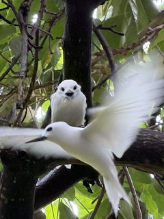 Two white terns in a tree, one perched and one flying with blurred wings