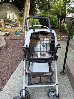 Cat in Pet Stroller