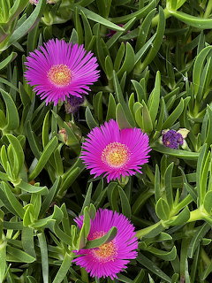 Three pink flowers among thick green succulent leaves