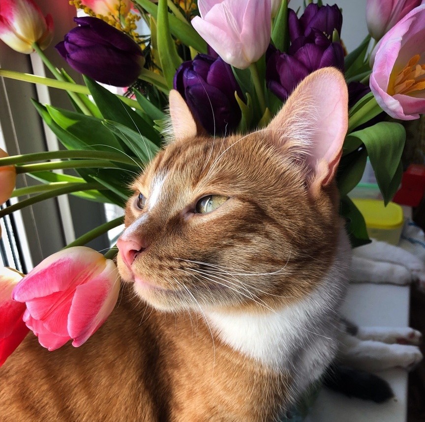 Orange tabby cat with pink nose among vibrant pink and purple tulips