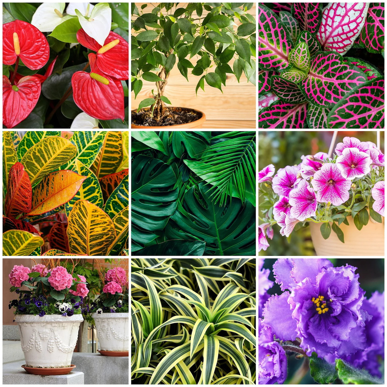 Nine-panel collage featuring various potted houseplants with colorful leaves and flowers in different arrangements