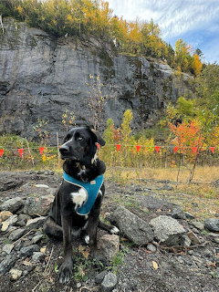 Dog at Gore Mountain NY