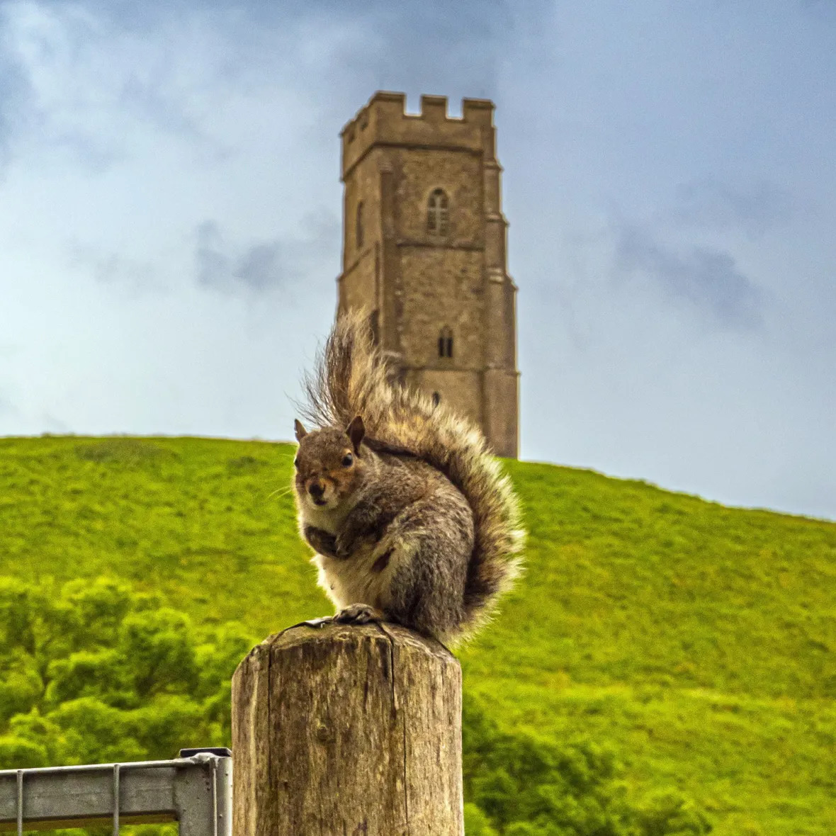 Squirrel on a wooden post with Glastonbury Tor tower on a grassy hill in the background