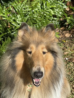 Golden and gray Collie dog with long fluffy fur sitting outdoors among ferns