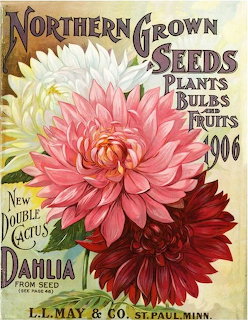 1906 vintage seed catalog cover with pink, white, and dark red double cactus dahlias, L.L. May & Co., St. Paul