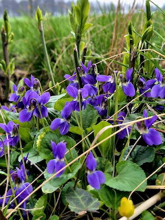 Close-up of purple violet flowers with green leaves and stems in a garden