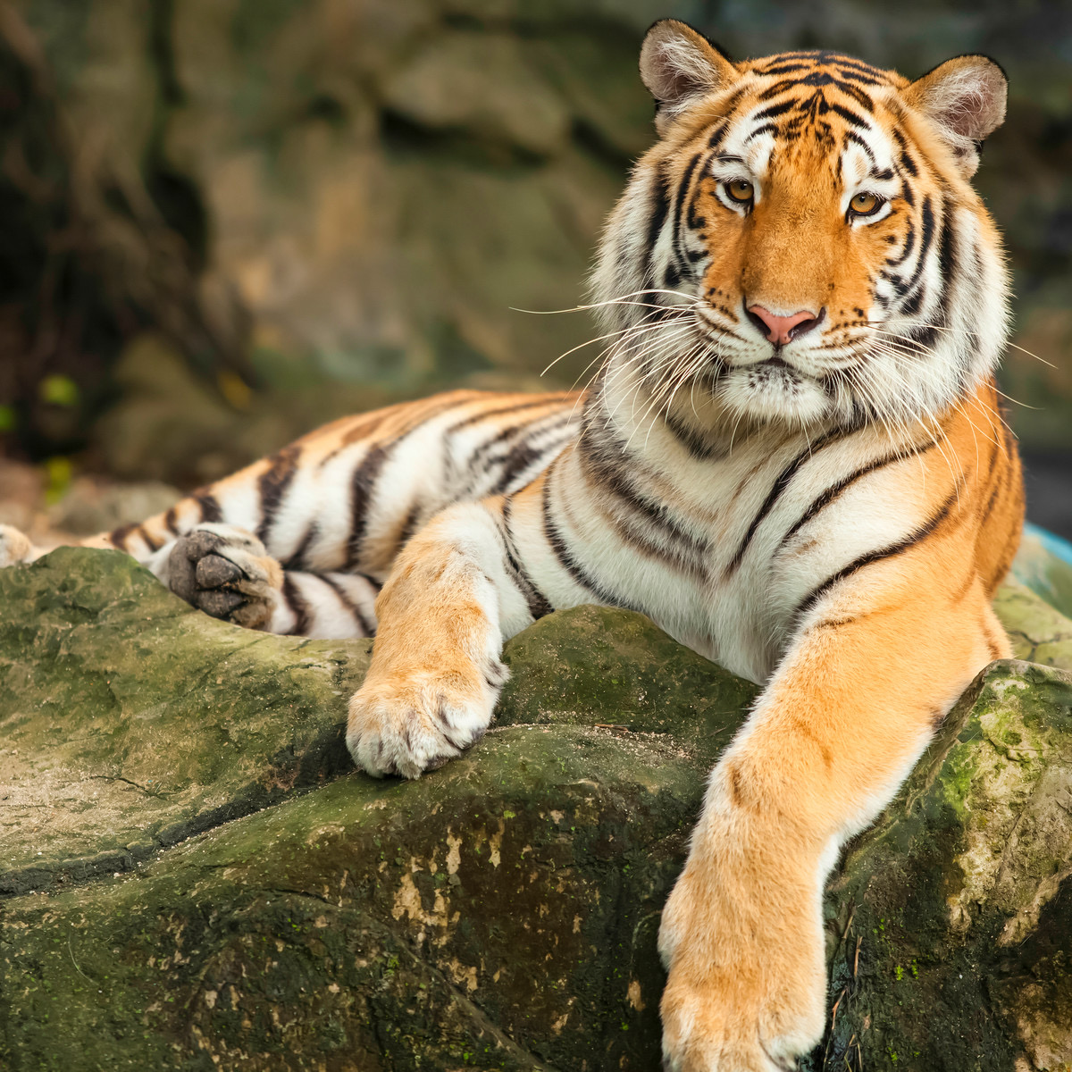 Orange and black striped tiger resting on a moss-covered rock, looking at camera