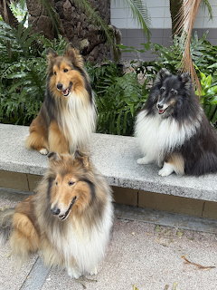Three Collie Dogs