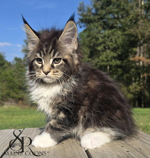 Fluffy brown tabby Maine Coon kitten sitting on wooden surface outdoors with trees in background