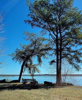 Tall trees and a picnic table on a grassy shore beside a calm blue river under clear sky