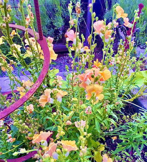 Colorful snapdragon flowers in pink, yellow, and orange with tall purple stems and green leaves