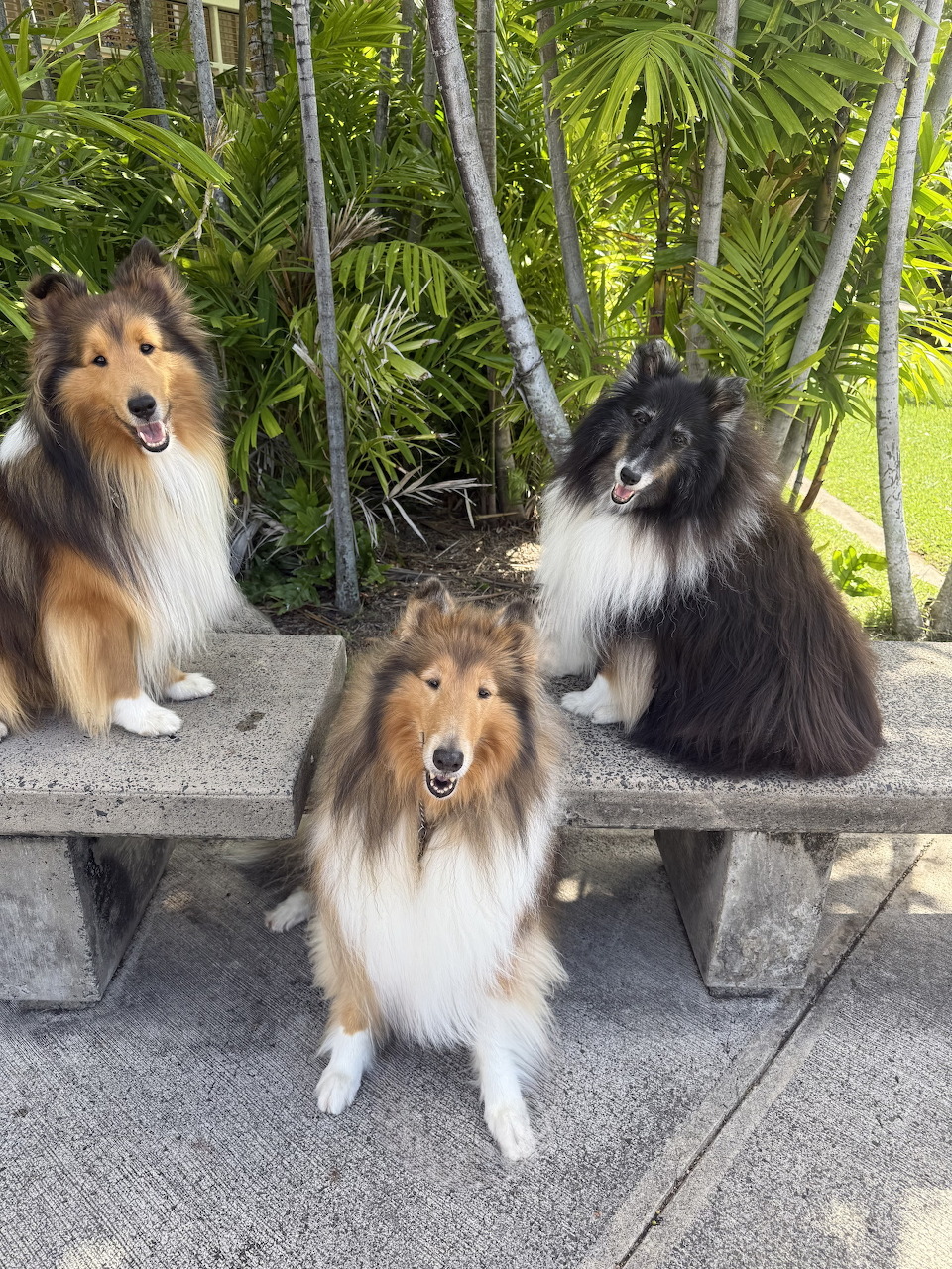 Three Shetland Sheepdogs posing by a stone bench with green plants behind them