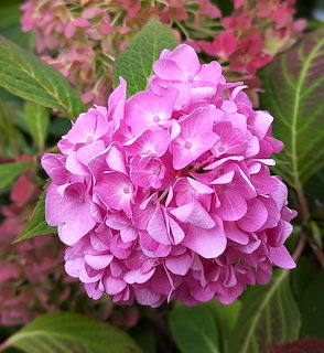 Pink Hydrangea Bloom