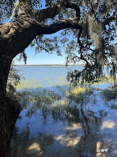 Pinckney Island Marsh Oak