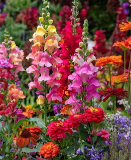 Colorful garden with pink snapdragons, red and orange zinnias, and purple flowers in full bloom